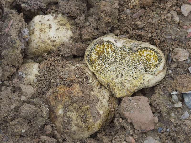 Pisolithus tinctorius